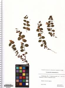 SMR000167, Lysimachia nummularia L., Eastern Europe, Middle Volga region (E8) (Russia)