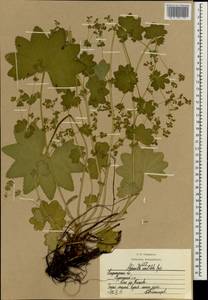 Alchemilla vulgaris L., Eastern Europe, Central region (E4) (Russia)