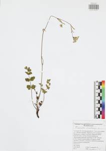 Pimpinella saxifraga L., Eastern Europe, Central region (E4) (Russia)