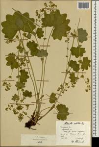 Alchemilla vulgaris L., Eastern Europe, Central region (E4) (Russia)