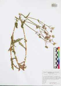 Sonchus asper (L.) Hill, Eastern Europe, Central region (E4) (Russia)