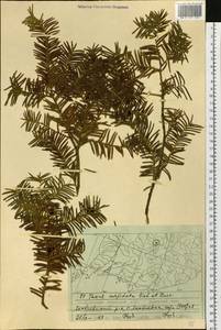 Taxus cuspidata Siebold & Zucc., Siberia, Russian Far East (S6) (Russia)