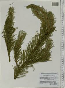 Pinus densiflora Siebold & Zucc., Siberia, Russian Far East (S6) (Russia)