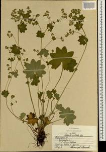 Alchemilla vulgaris L., Eastern Europe, Central region (E4) (Russia)