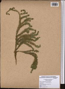 Spinulum annotinum subsp. annotinum, Eastern Europe, Central region (E4) (Russia)
