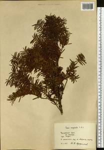 Taxus cuspidata Siebold & Zucc., Siberia, Russian Far East (S6) (Russia)