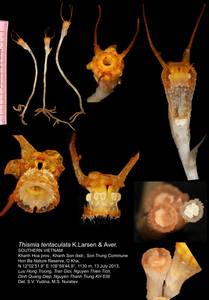 Thismia tentaculata K.Larsen & Aver., South Asia, South Asia (Asia outside ex-Soviet states and Mongolia) (ASIA) (Vietnam)