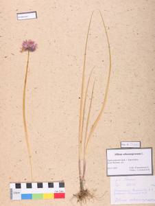 Allium schoenoprasum L., Siberia, Central Siberia (S3) (Russia)