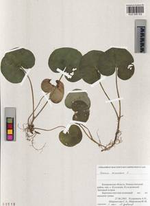 Asarum europaeum L., Siberia, Altai & Sayany Mountains (S2) (Russia)