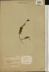 Calluna vulgaris (L.) Hull, Eastern Europe, Northern region (E1) (Russia)