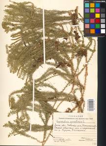 Spinulum annotinum subsp. annotinum, Eastern Europe, Moscow region (E4a) (Russia)