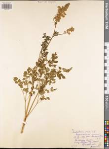 Thalictrum minus L., Eastern Europe, Central region (E4) (Russia)