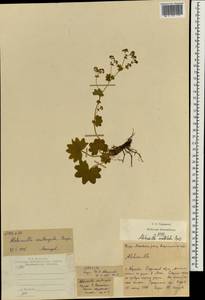 Alchemilla vulgaris L., Eastern Europe, Central region (E4) (Russia)