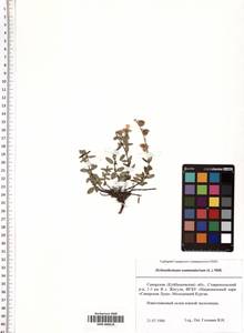 SMR000618, Helianthemum nummularium (L.) Mill., Eastern Europe, Middle Volga region (E8) (Russia)