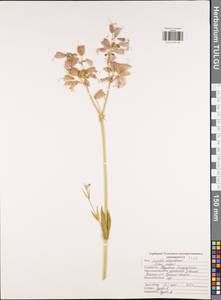 Silene vulgaris, Eastern Europe, Central region (E4) (Russia)