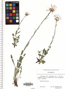 SMR000414, Aster alpinus L., Eastern Europe, Middle Volga region (E8) (Russia)