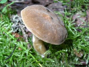 Lactarius fuliginosus (Fr.) Fr.
фото О.В. Анисимовой, Одинцовский, Moscow Oblast (Russia)