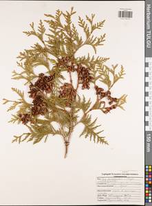 Thuja occidentalis L., Eastern Europe, Central region (E4) (Russia)