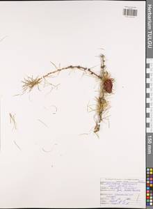 Larix decidua (L.) Mill., Eastern Europe, Central region (E4) (Russia)