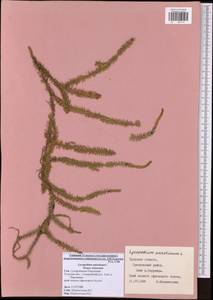 Spinulum annotinum subsp. annotinum, Eastern Europe, Central region (E4) (Russia)