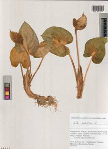 Calla palustris L., Siberia, Altai & Sayany Mountains (S2) (Russia)