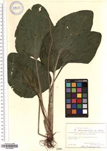 SMR000990, Plantago major L., Eastern Europe, Middle Volga region (E8) (Russia)