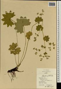 Alchemilla vulgaris L., Eastern Europe, Central region (E4) (Russia)