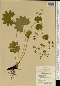 Alchemilla vulgaris L., Eastern Europe, Central region (E4) (Russia)