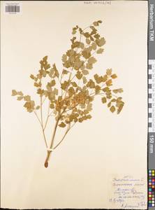 Thalictrum minus L., Eastern Europe, Central region (E4) (Russia)