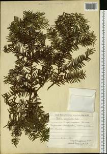 Taxus cuspidata Siebold & Zucc., Siberia, Russian Far East (S6) (Russia)