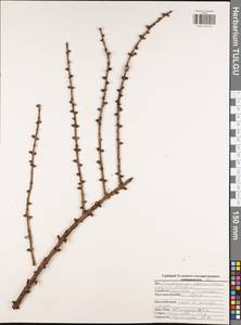 Larix decidua (L.) Mill., Eastern Europe, Central region (E4) (Russia)