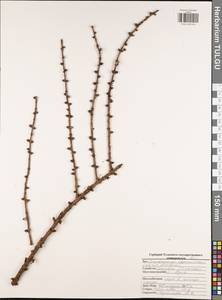 Larix decidua Mill., Eastern Europe, Central region (E4) (Russia)