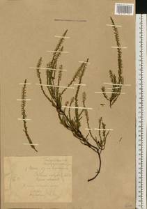Calluna vulgaris (L.) Hull, Eastern Europe, Belarus (E3a) (Belarus)