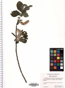 SMR000629, Salix cinerea L., Eastern Europe, Middle Volga region (E8) (Russia)