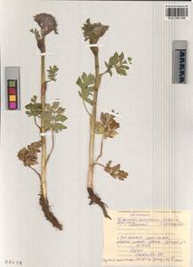Sajanella monstrosa (Stephan ex Schult.) Soják, Siberia, Altai & Sayany Mountains (S2) (Russia)
