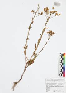 Jacobaea vulgaris subsp. vulgaris, Eastern Europe, Central region (E4) (Russia)