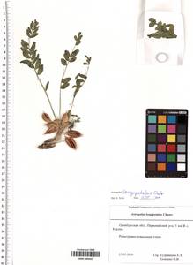 SMR000450, Astragalus longipetalus Chater, Eastern Europe, Eastern region (E10) (Russia)