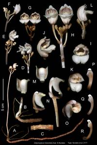 FIG 1_Max, Orchidaceae, South Asia, South Asia (Asia outside ex-Soviet states and Mongolia) (ASIA) (Vietnam)