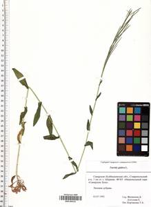 SMR000141, Turritis glabra L., Eastern Europe, Middle Volga region (E8) (Russia)