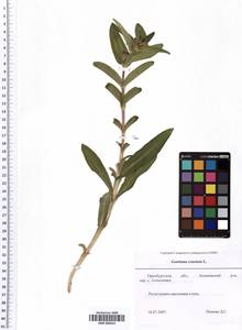 SMR000624, Gentiana cruciata L., Eastern Europe, Eastern region (E10) (Russia)