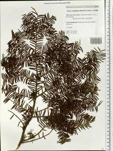 Taxus cuspidata Siebold & Zucc., Siberia, Russian Far East (S6) (Russia)