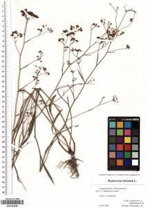 SMR001090, Bupleurum falcatum L., Eastern Europe, Middle Volga region (E8) (Russia)