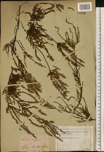 Calluna vulgaris (L.) Hull, Eastern Europe, North Ukrainian region (E11) (Ukraine)