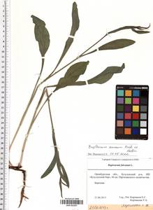 SMR001097, Bupleurum aureum Fisch., Eastern Europe, Eastern region (E10) (Russia)