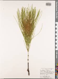 Equisetum arvense L., Eastern Europe, Central region (E4) (Russia)