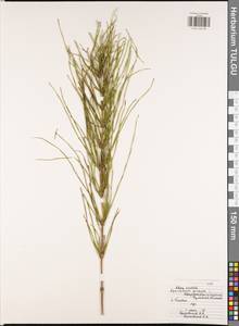 Equisetum arvense L., Eastern Europe, Central region (E4) (Russia)