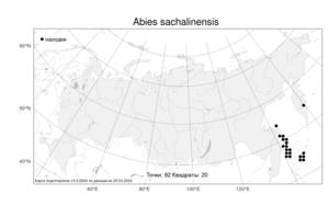 Abies sachalinensis (F.Schmidt) Mast., Atlas of the Russian Flora (FLORUS) (Russia)