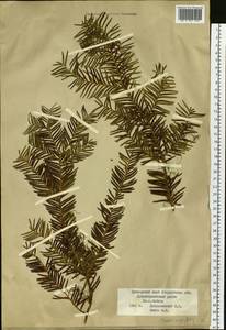 Taxus cuspidata Siebold & Zucc., Siberia, Russian Far East (S6) (Russia)