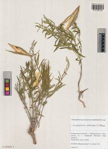 Cynanchum thesioides (Freyn) K. Schum., Siberia, Altai & Sayany Mountains (S2) (Russia)