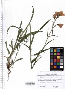 SMR000518, Campanula persicifolia L., Eastern Europe, Middle Volga region (E8) (Russia)